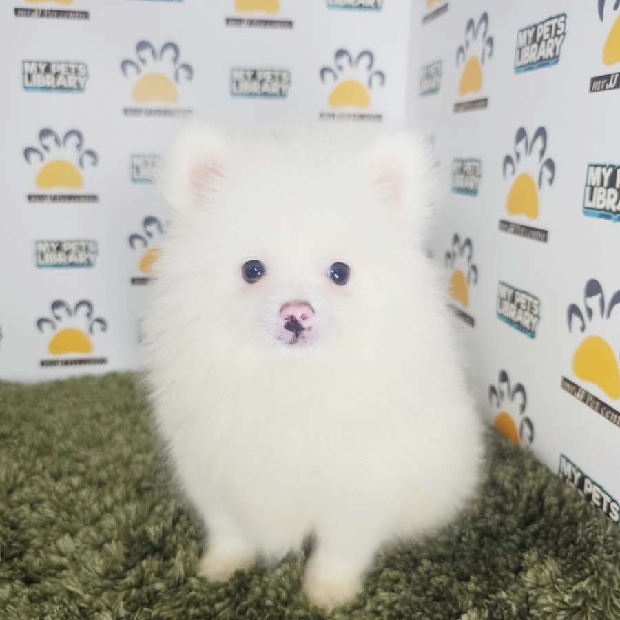Tiny Pomeranian Puppy (Male) For Sale