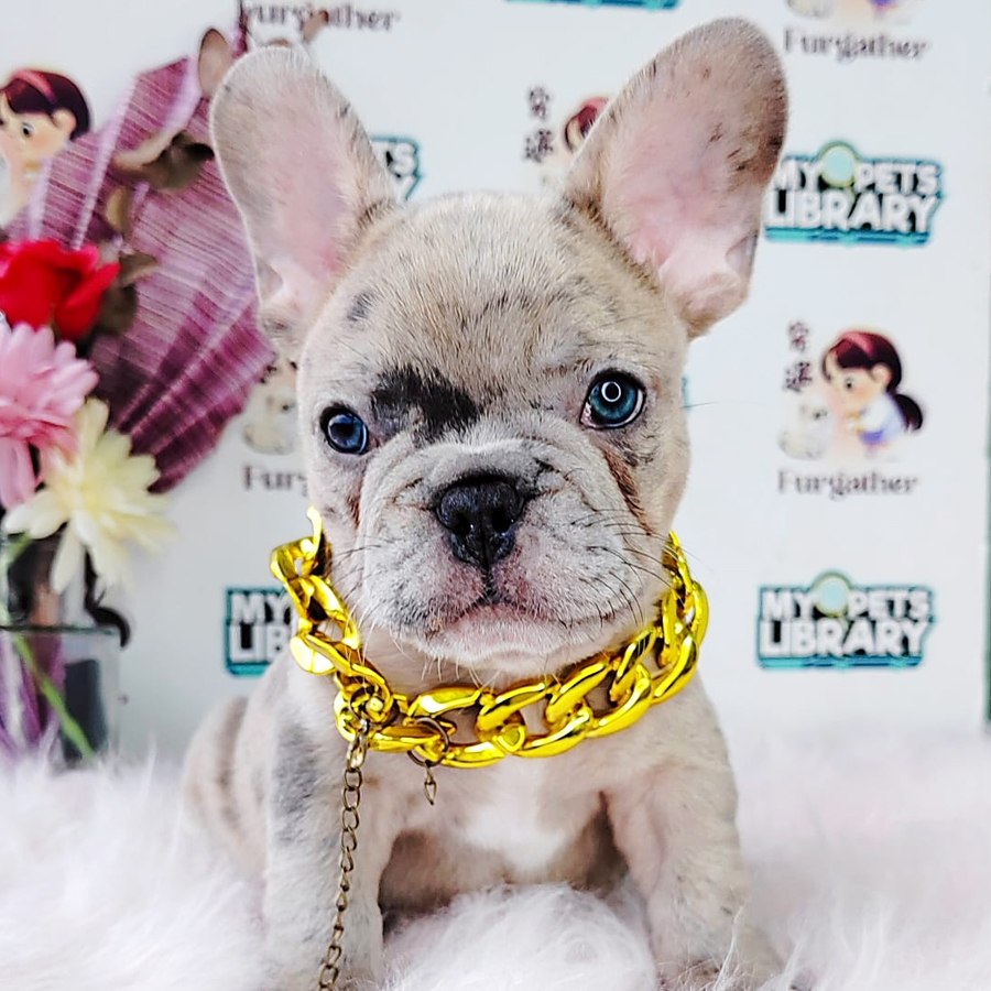 French Bulldog Puppy (Male) For Sale