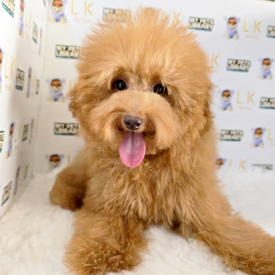 Maltipoo Puppy (Female) For Sale