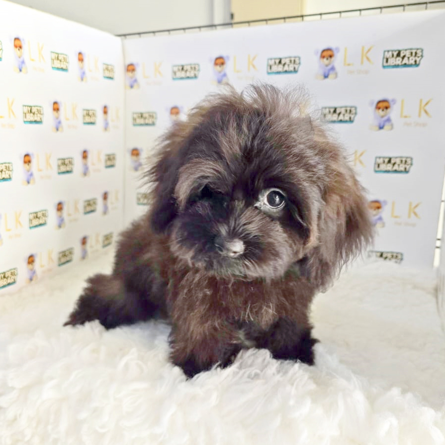 Maltipoo Puppy (Female) For Sale