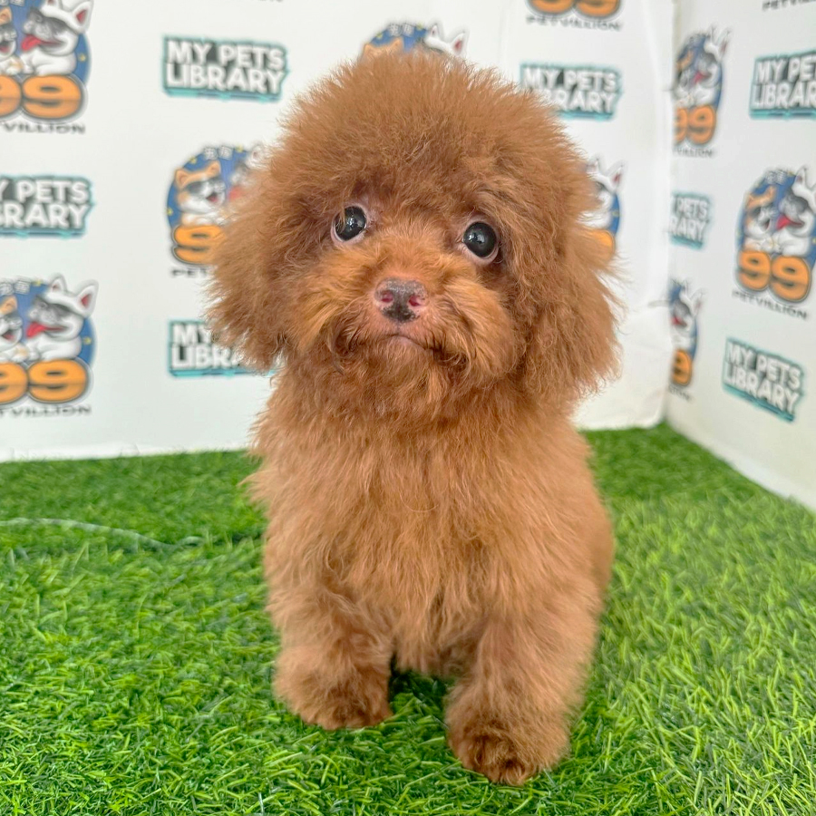 Tiny Poodle Puppy (Female) For Sale