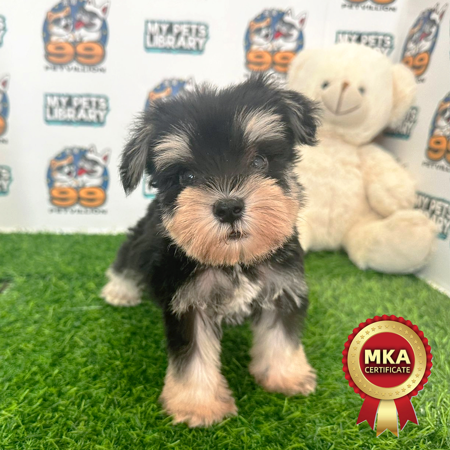 MKA Schnauzer Puppy (Male) For Sale