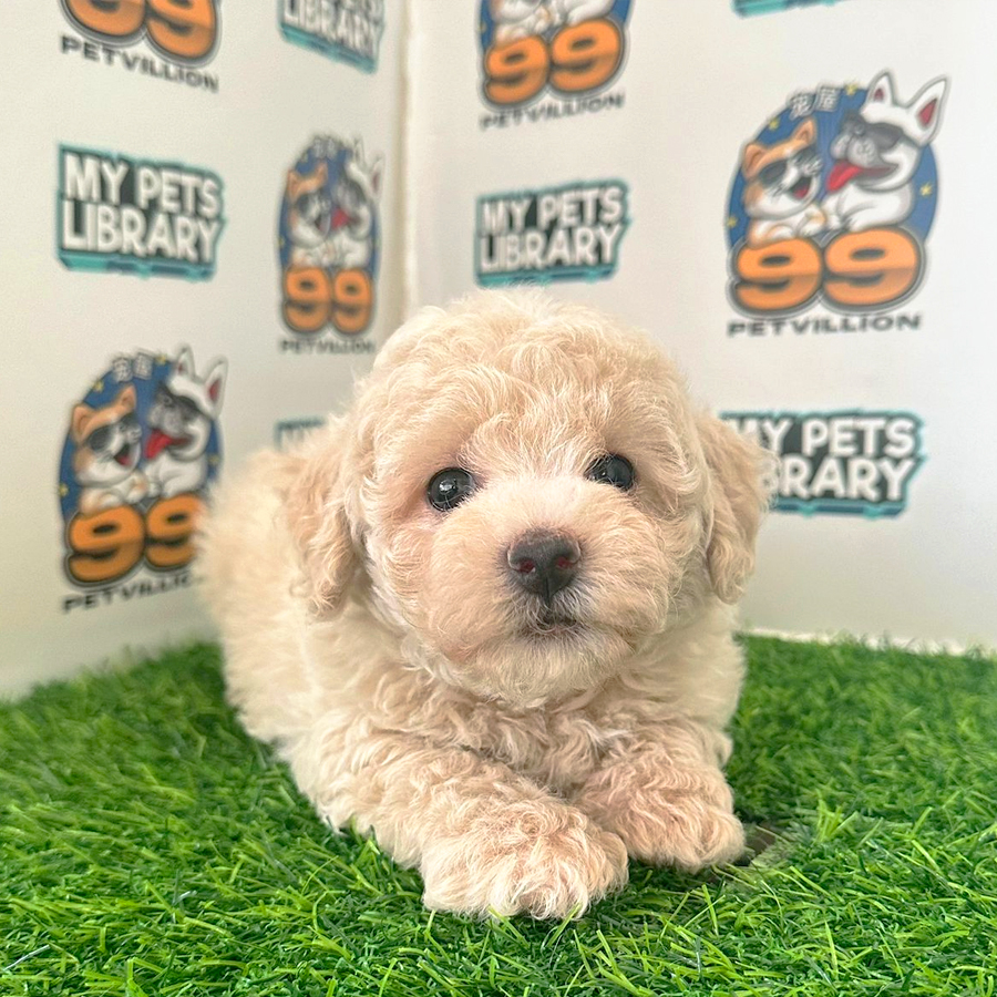 Poochon Puppy (Male) For Sale