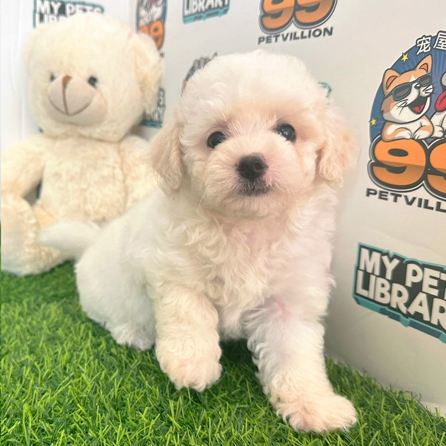 Poochon Puppy (Female) For Sale
