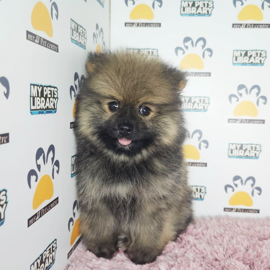 Pomeranian Puppy (Female) For Sale