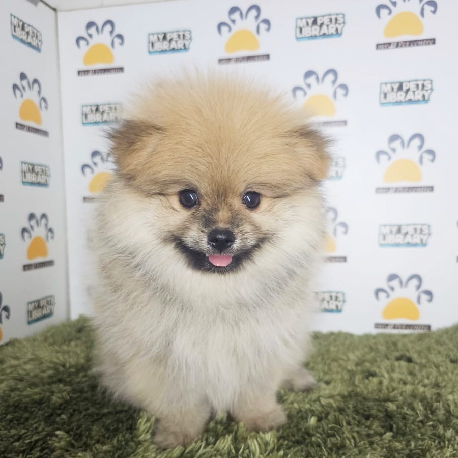 Pomeranian Puppy (Male) For Sale