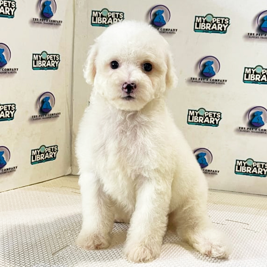 Poodle Puppy (Male) For Sale