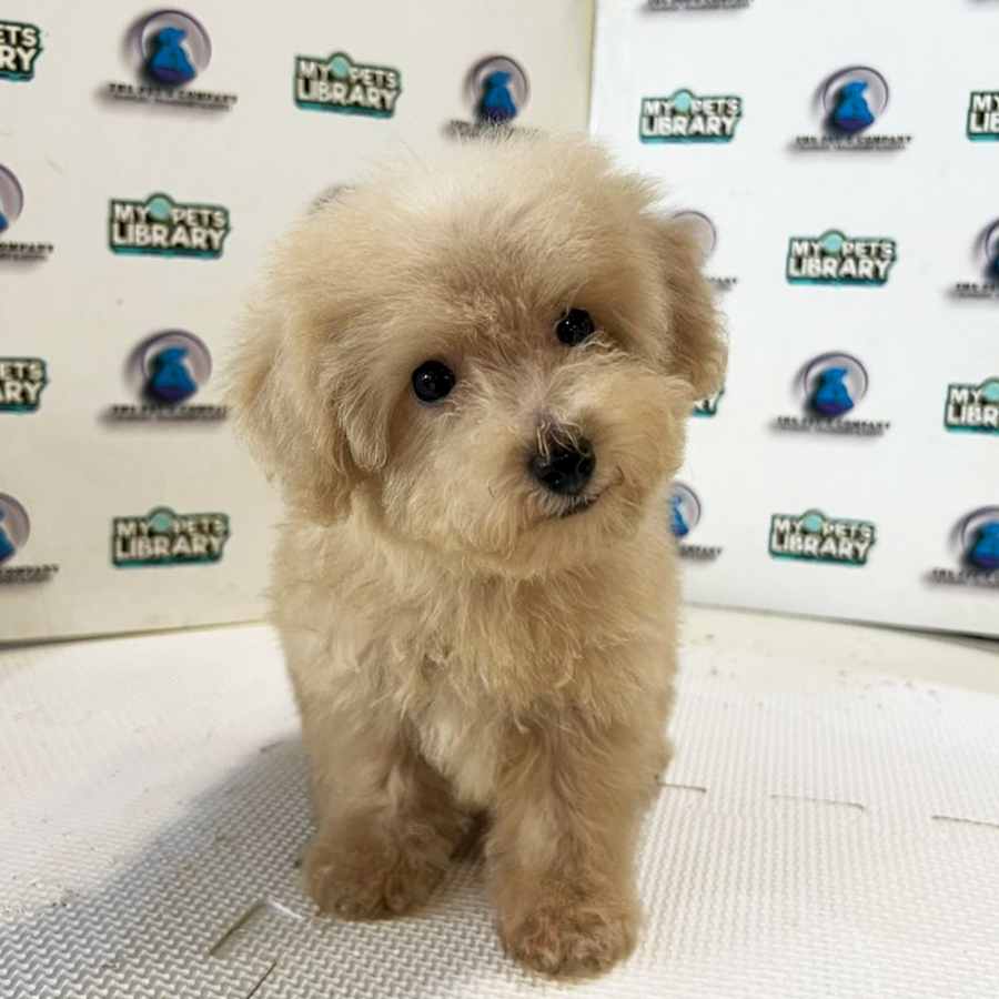 Poodle Puppy (Female) For Sale
