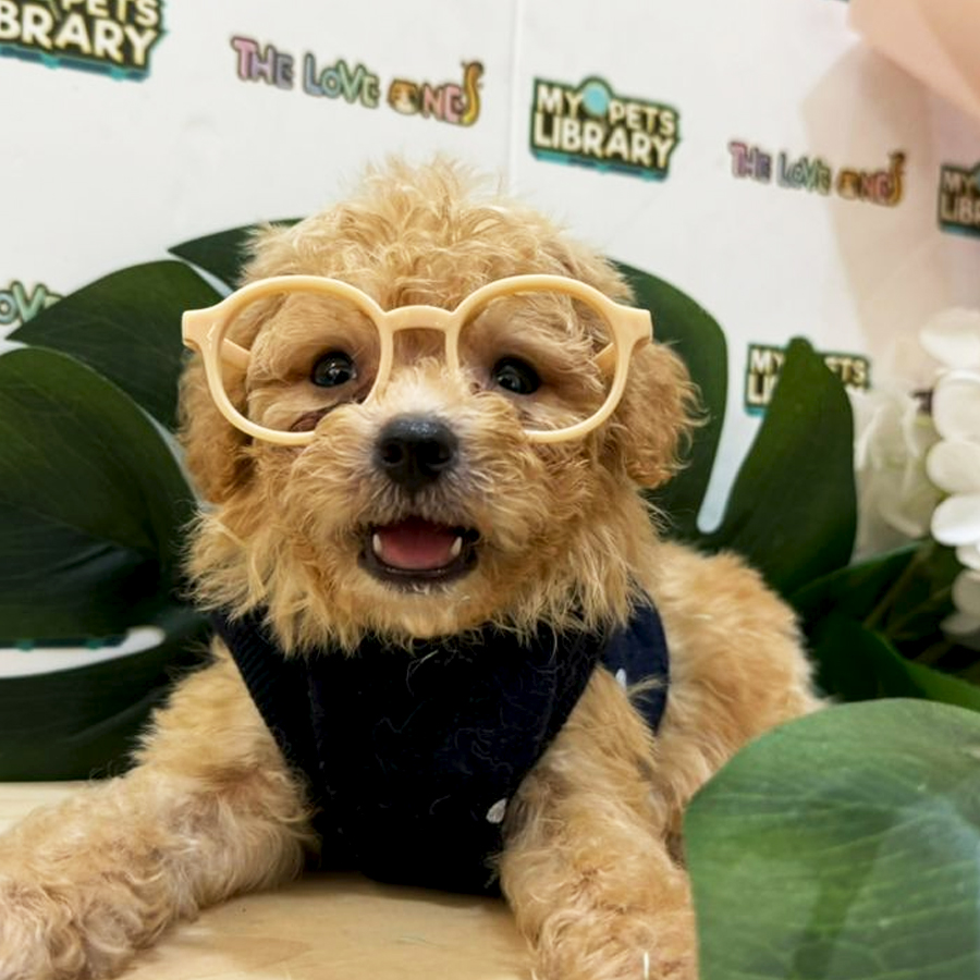 Maltipoo Puppy (Male) For Sale