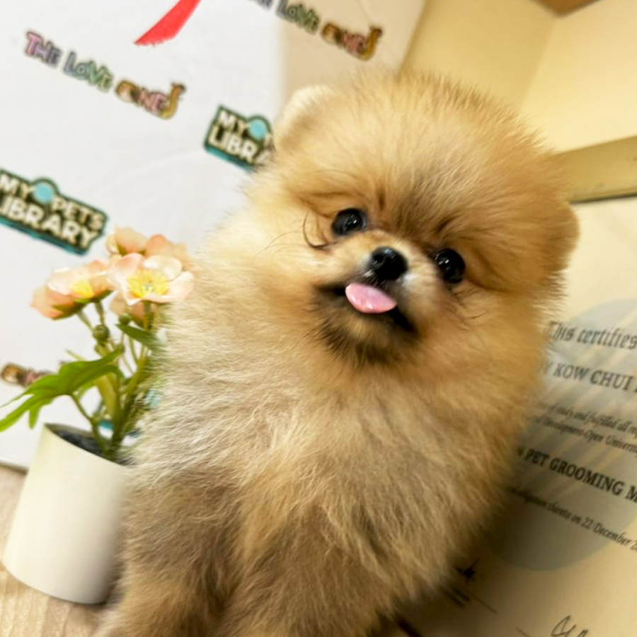 Tiny Teacup Pomeranian Puppy (Female) For Sale