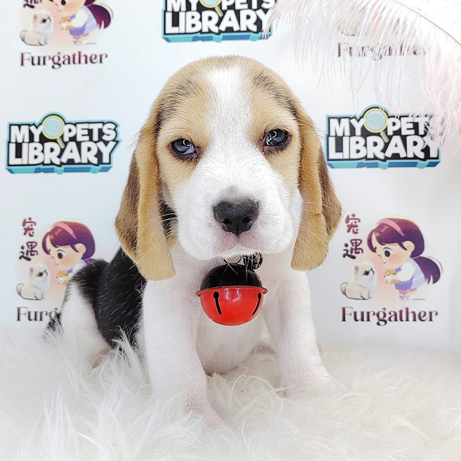 Beagle Puppy (Male) For Sale