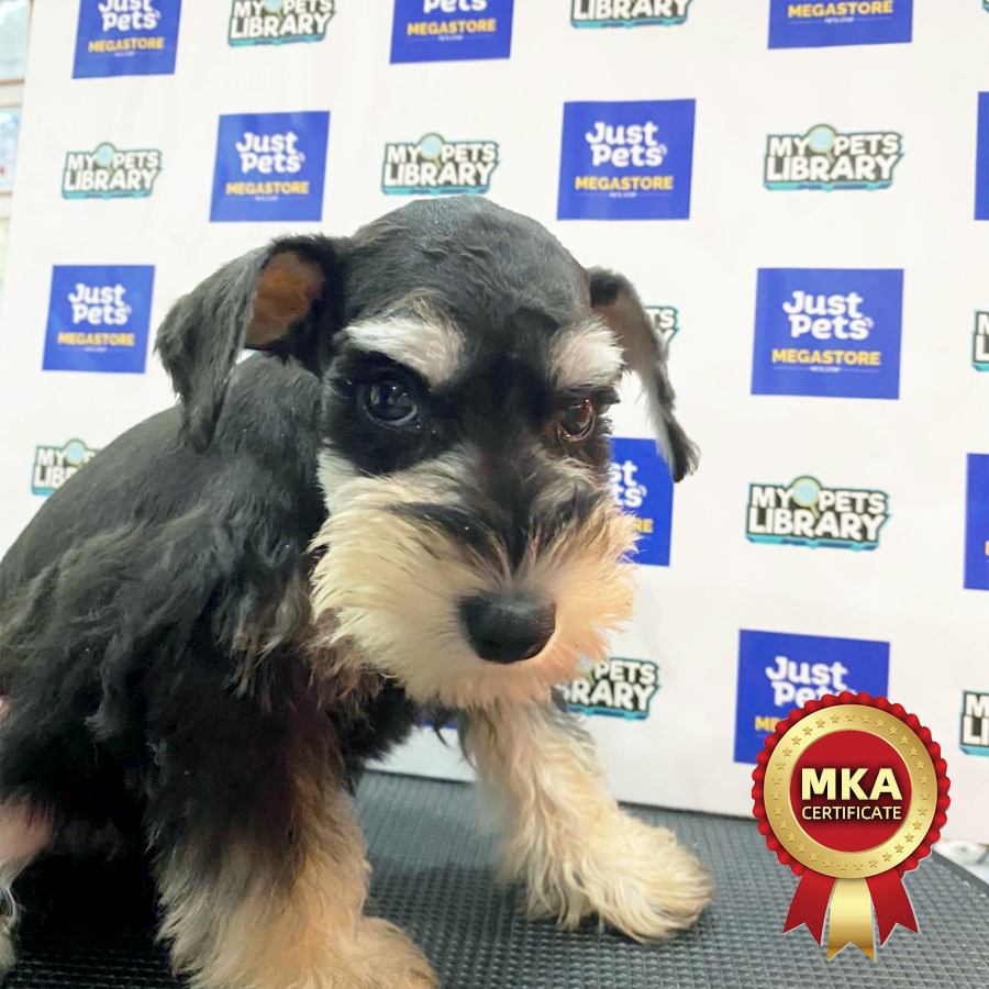 MKA Schnauzer Puppy (Male) For Sale
