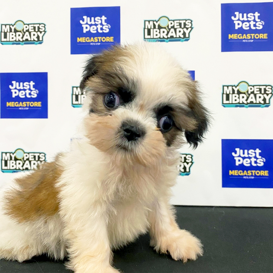 Shih Tzu Puppy (Male) For Sale