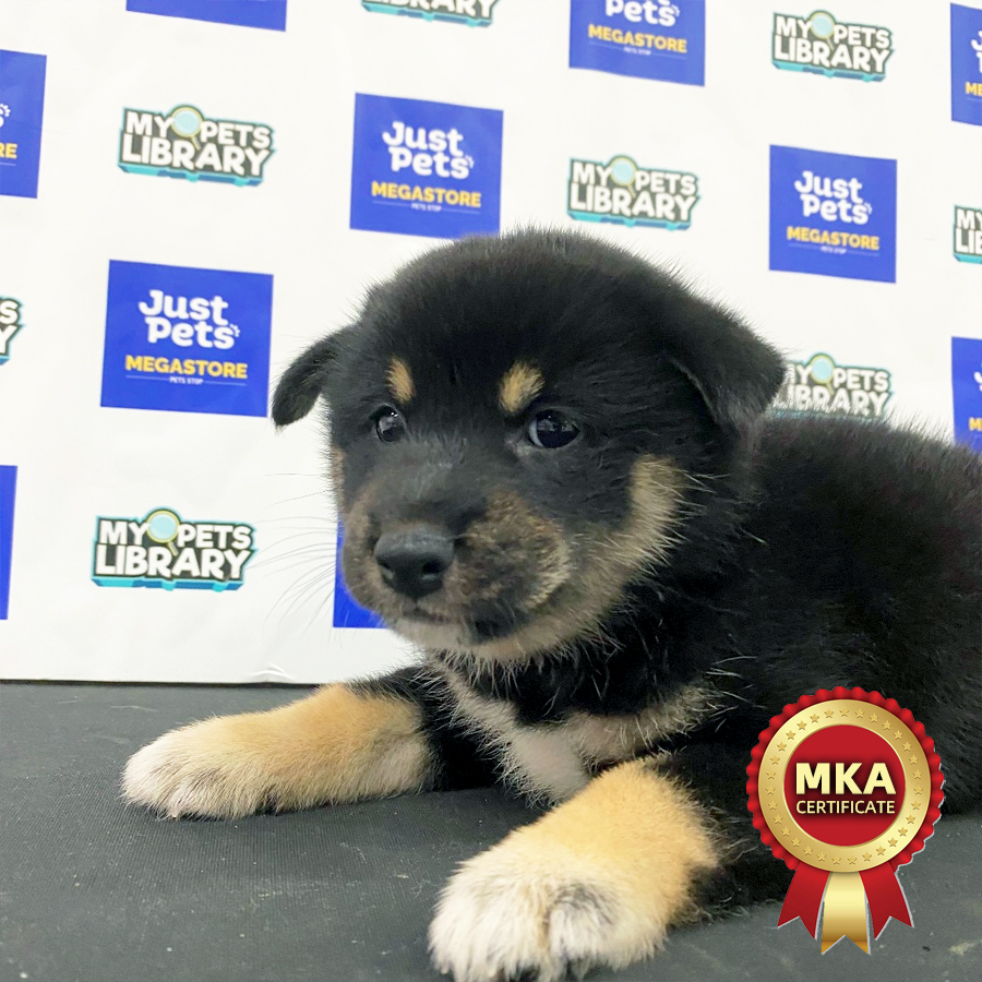 MKA Shiba Inu Puppy (Female) For Sale