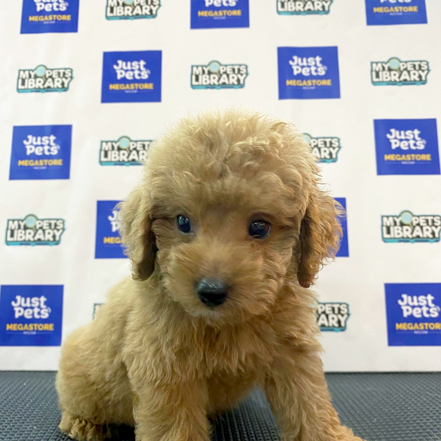 Toy Poodle Puppy (Male) For Sale
