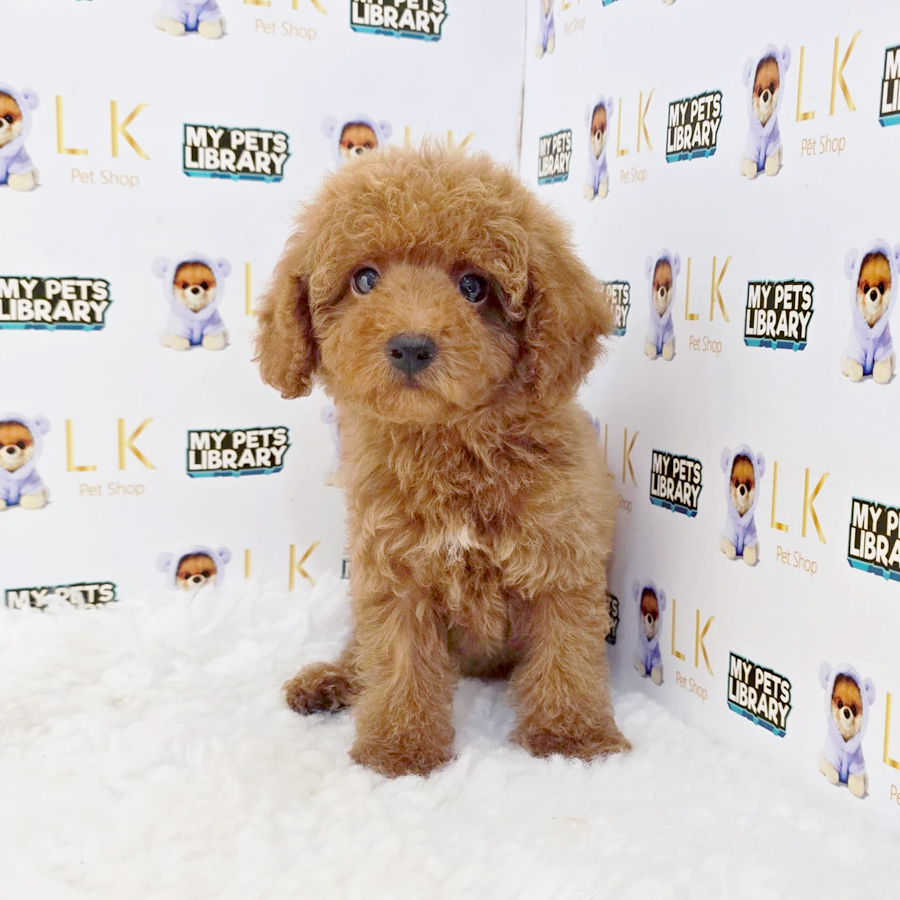 Toy Poodle Puppy (Male) For Sale