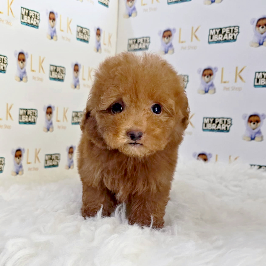 Maltipoo Puppy (Male) For Sale