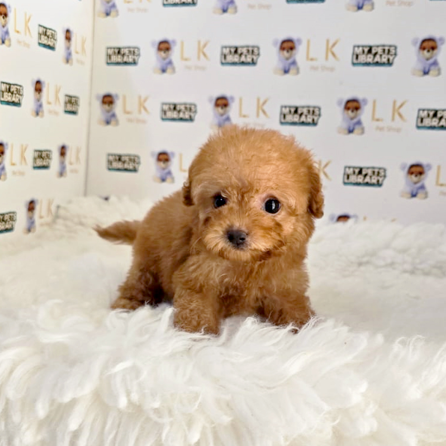 Tiny Poodle Puppy (Male) For Sale