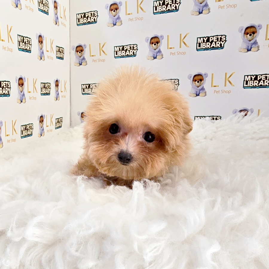 Teacup Maltipoo Puppy (Male) For Sale