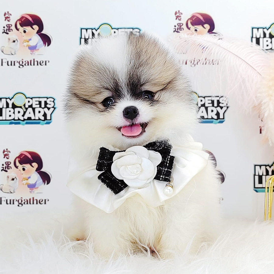 Tiny Pomeranian Puppy (Male) For Sale