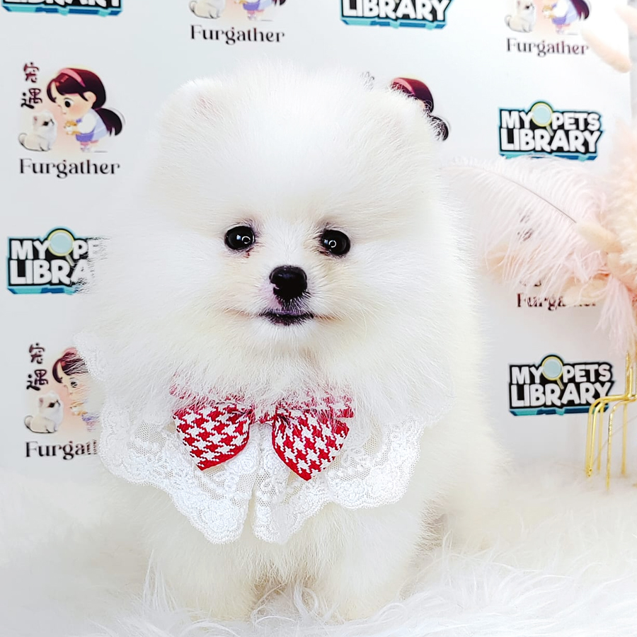 Tiny Pomeranian Puppy (Male) For Sale