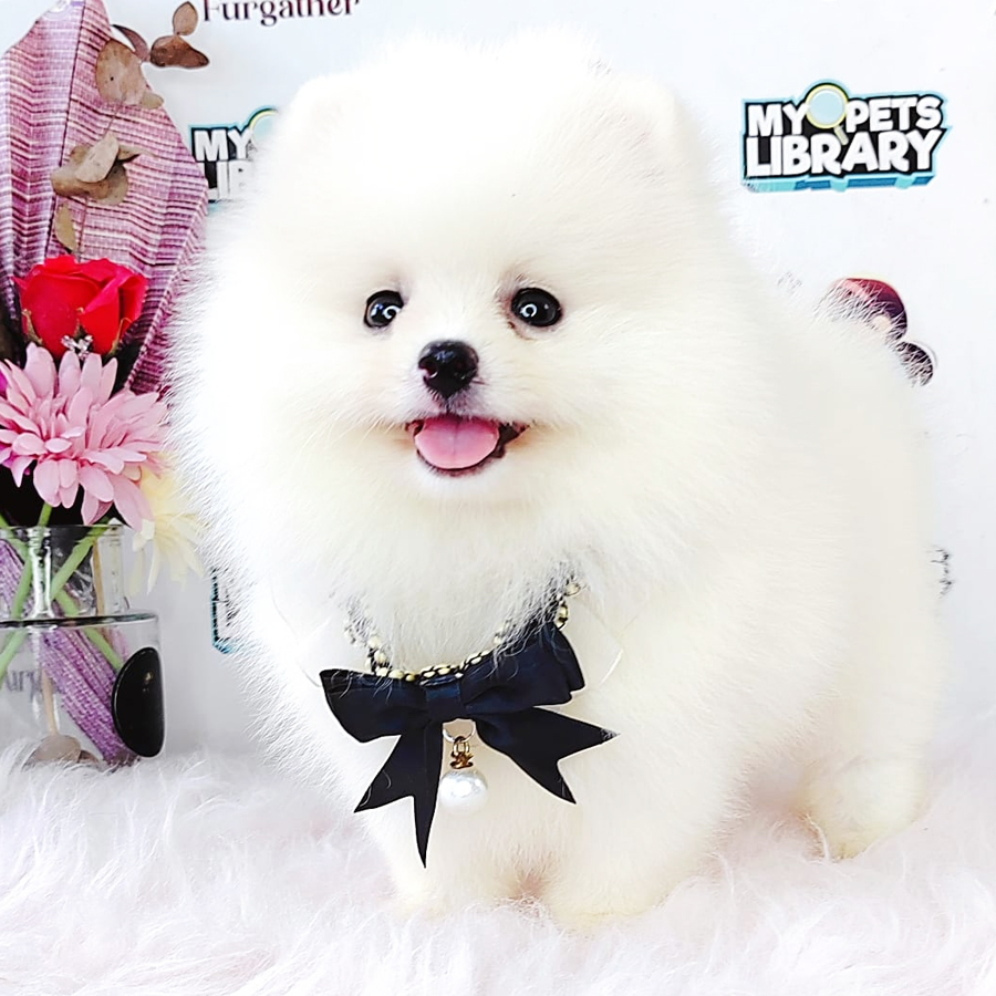 Tiny Pomeranian Puppy (Male) For Sale