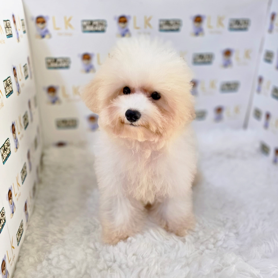 Maltipoo Puppy (Female) For Sale