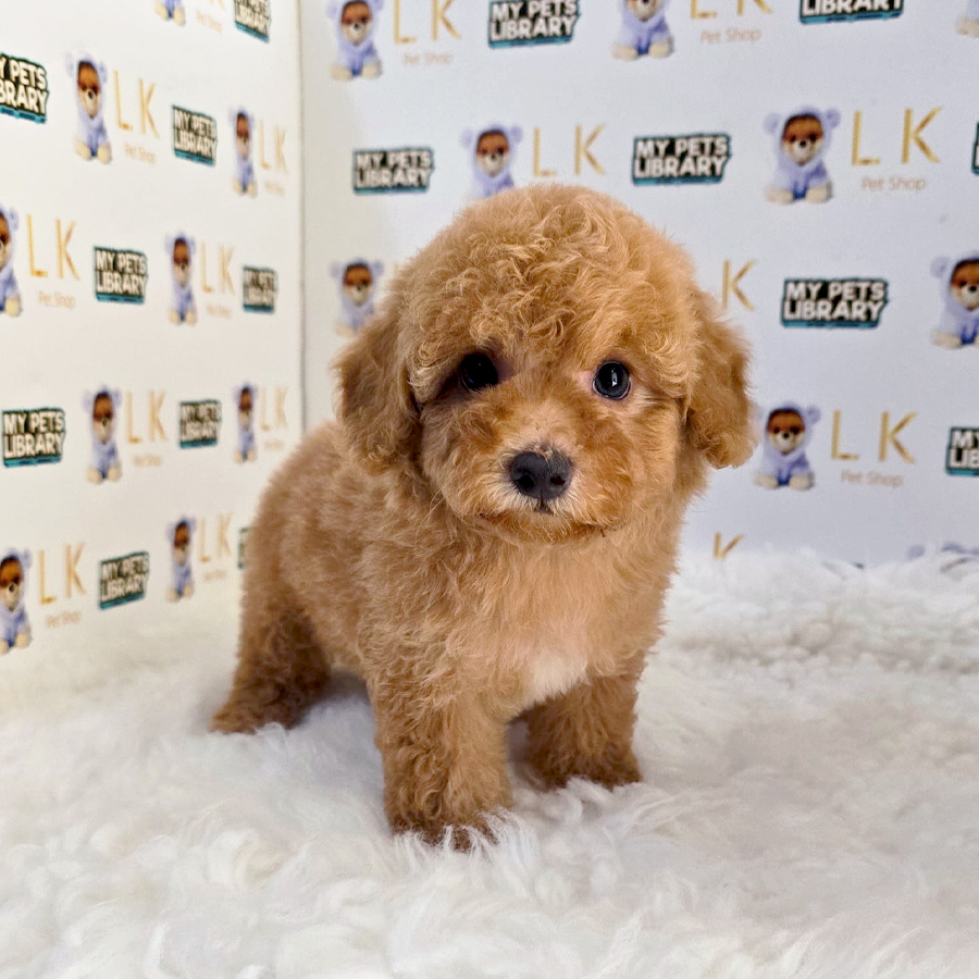 Maltipoo Puppy (Female) For Sale