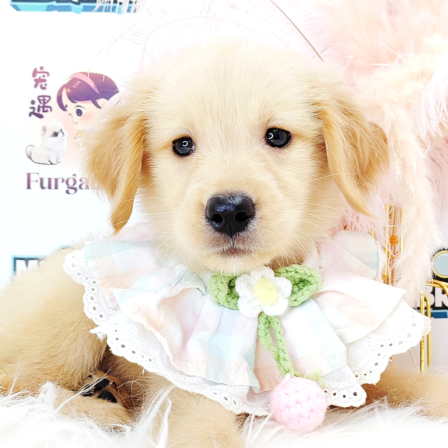 Golden Retriever Puppy (Female) For Sale