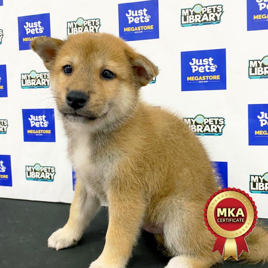 MKA Shiba Inu Puppy (Male) For Sale