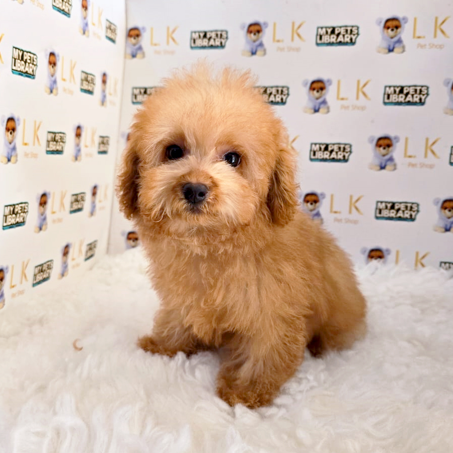 Tiny Maltipoo Puppy (Male) For Sale