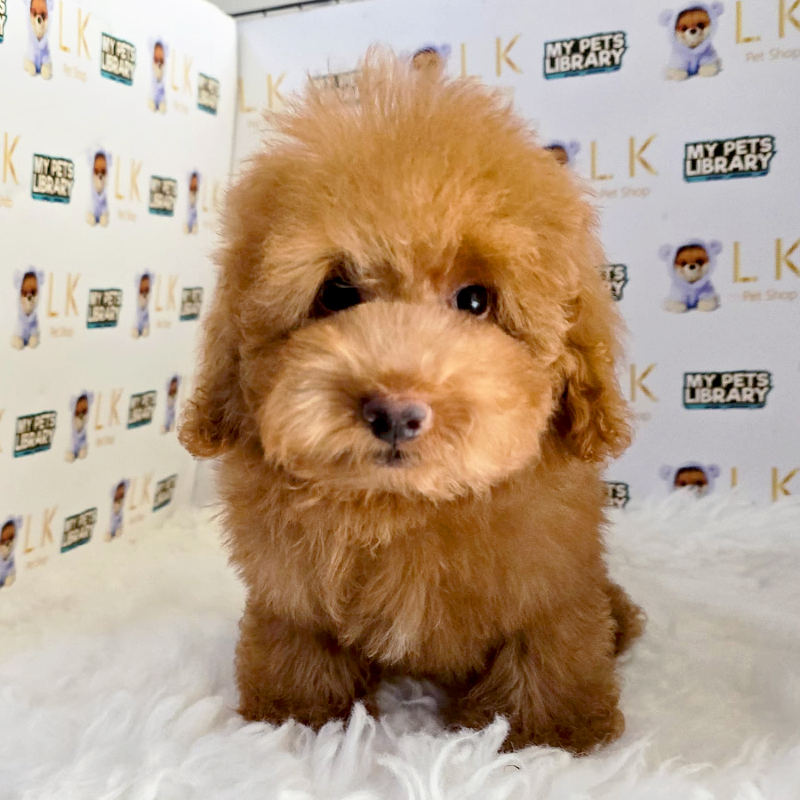 Maltipoo Puppy (Male) For Sale