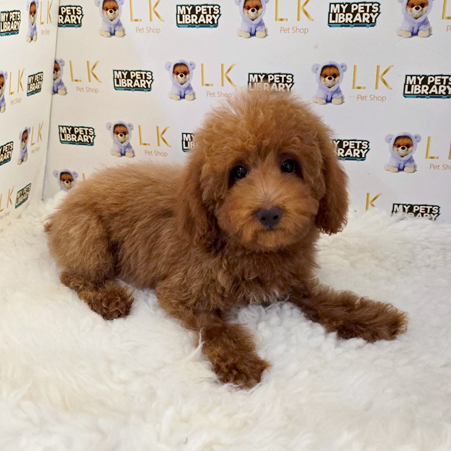 Toy Poodle Puppy (Male) For Sale
