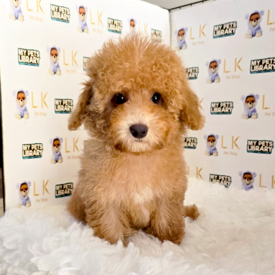 Maltipoo Puppy (Female) For Sale