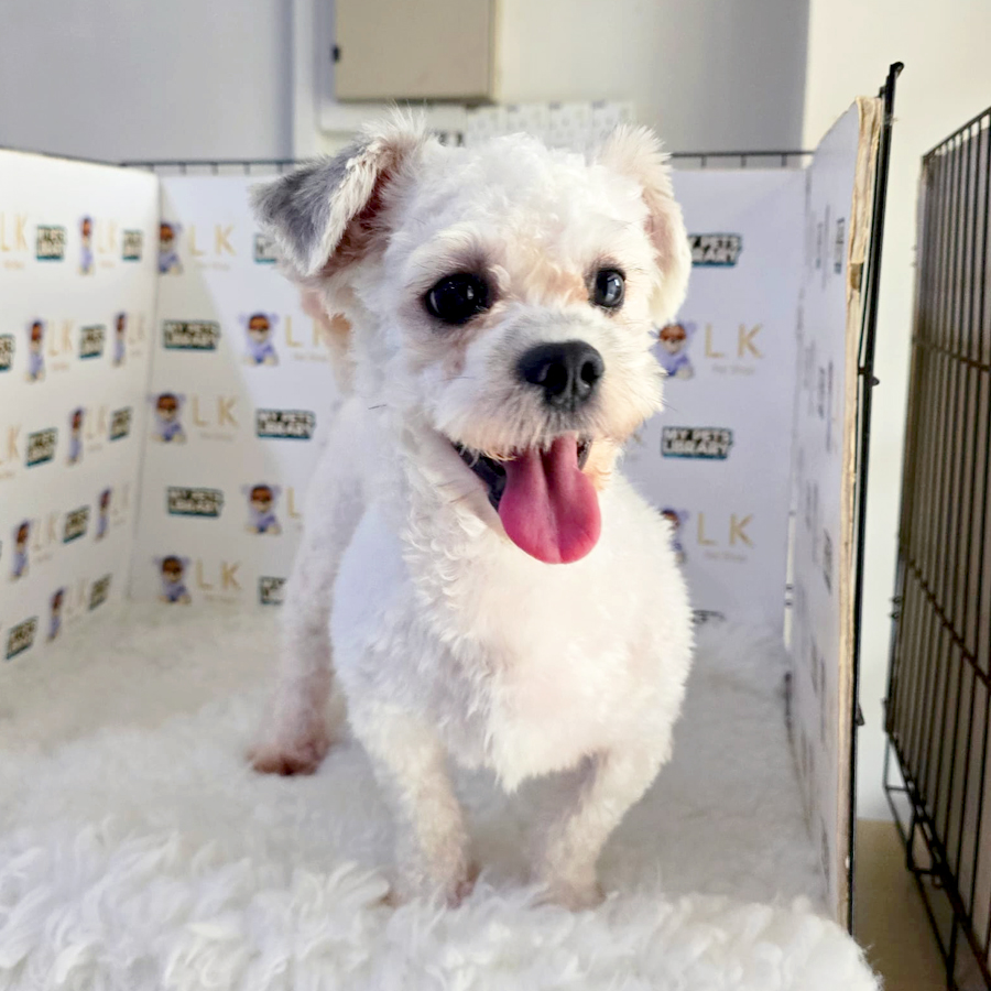 Maltipoo Puppy (Male) For Sale