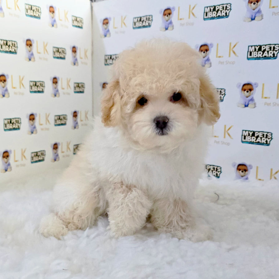 Maltipoo Puppy (Female) For Sale
