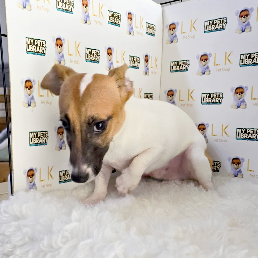 Jack Russell Puppy (Male) For Sale