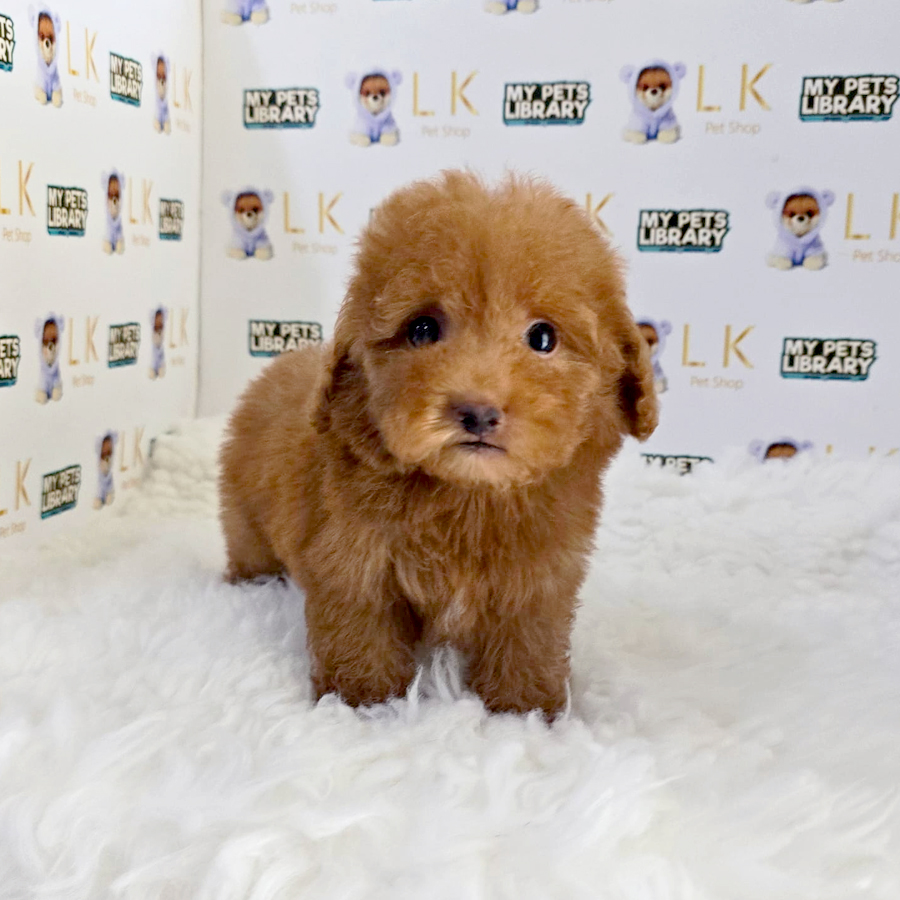 Maltipoo Puppy (Male) For Sale