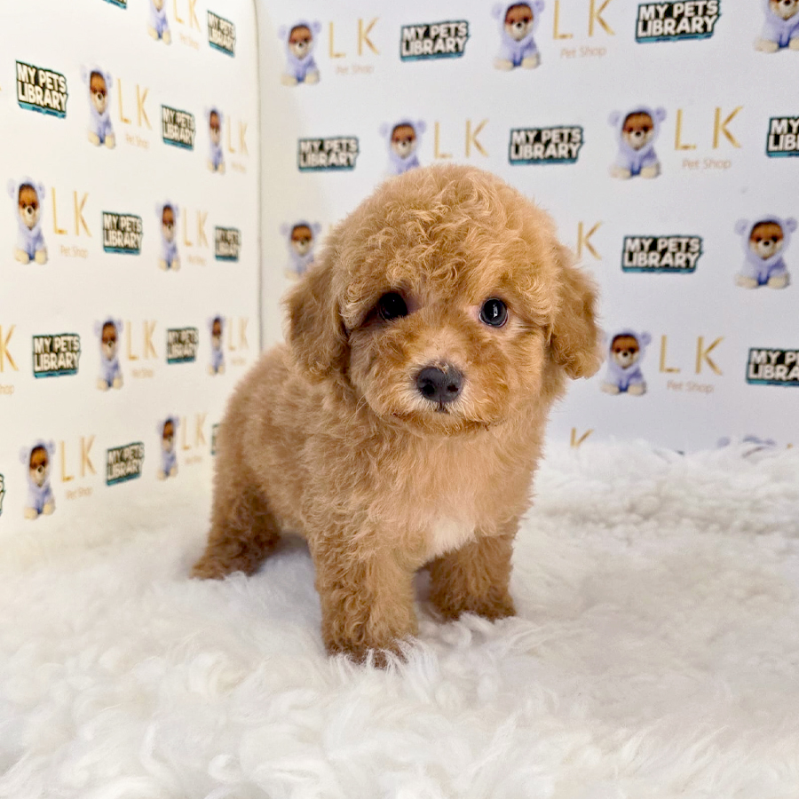 Maltipoo Puppy (Female) For Sale