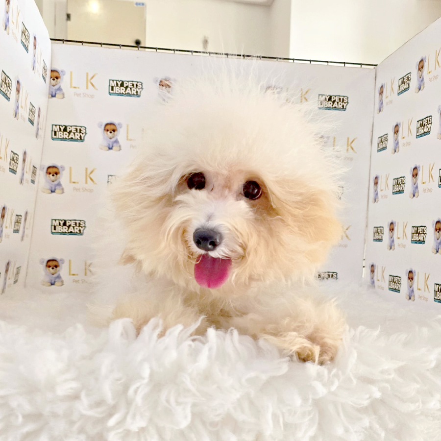 Maltipoo Puppy (Male) For Sale