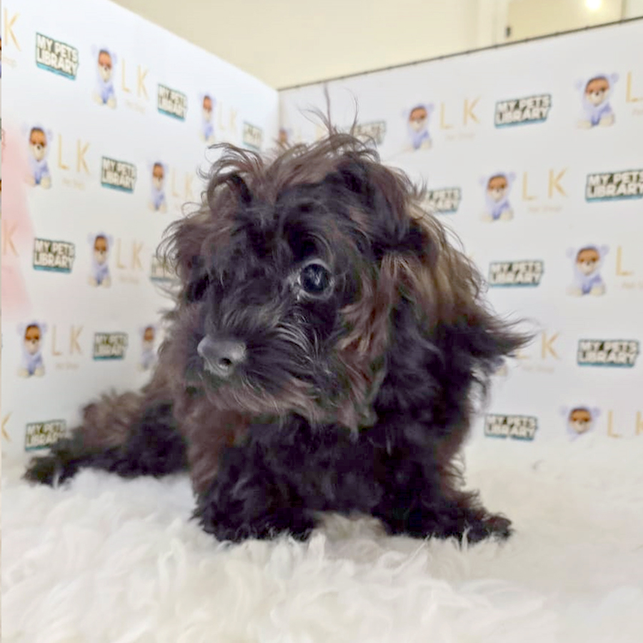 Maltipoo Puppy (Female) For Sale