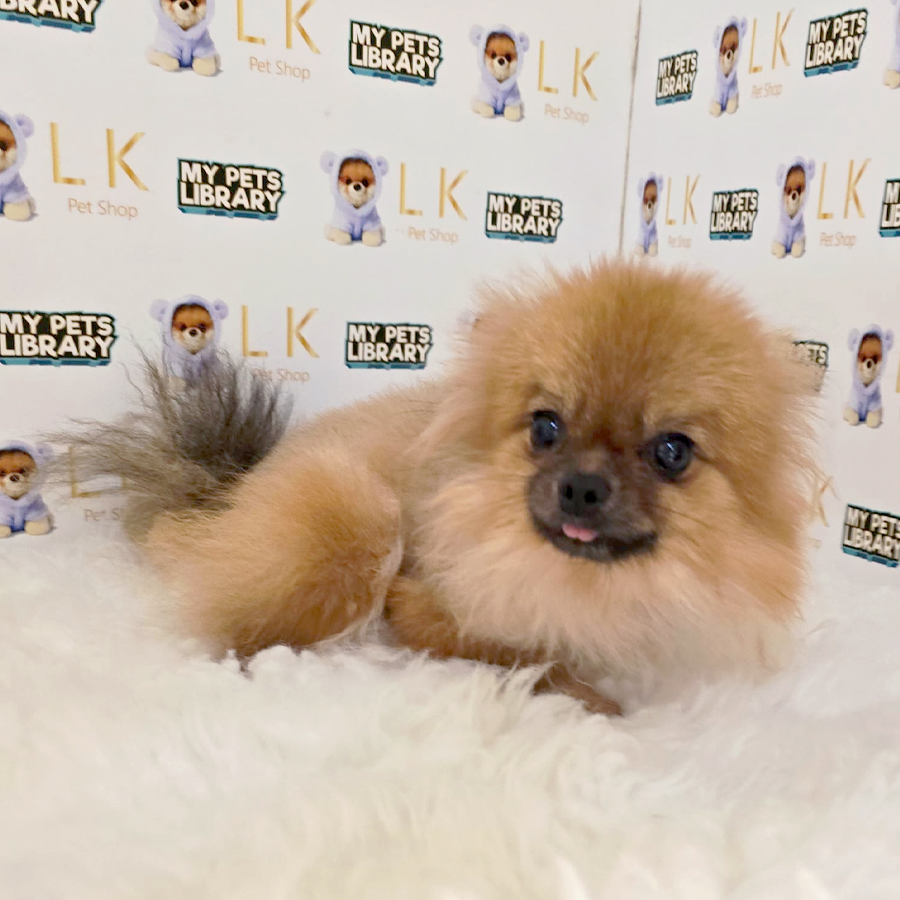 Tiny Pomeranian Puppy (Female) For Sale