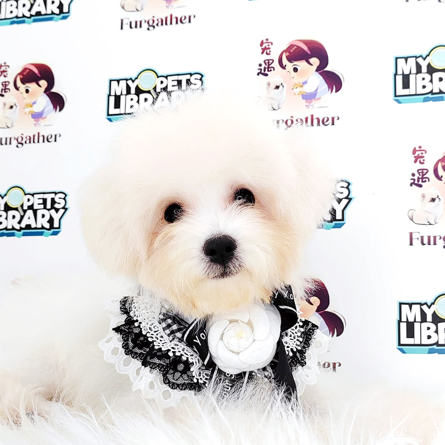 Maltipoo Puppy (Female) For Sale