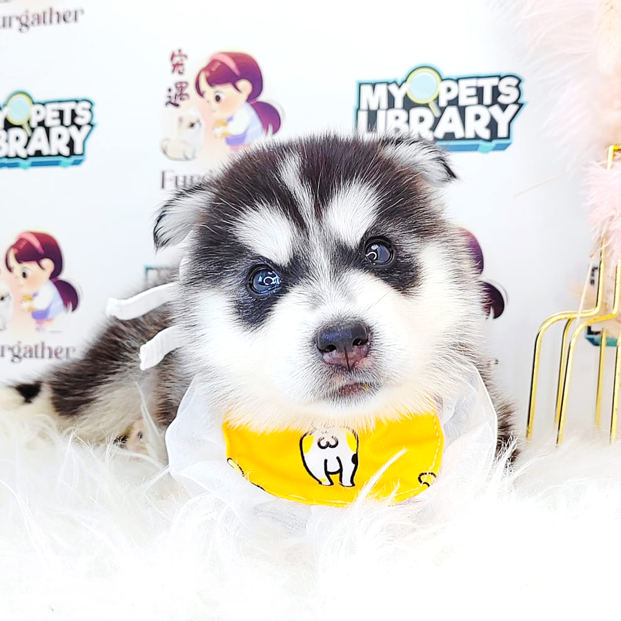 Wooly Husky Puppy (Female) For Sale