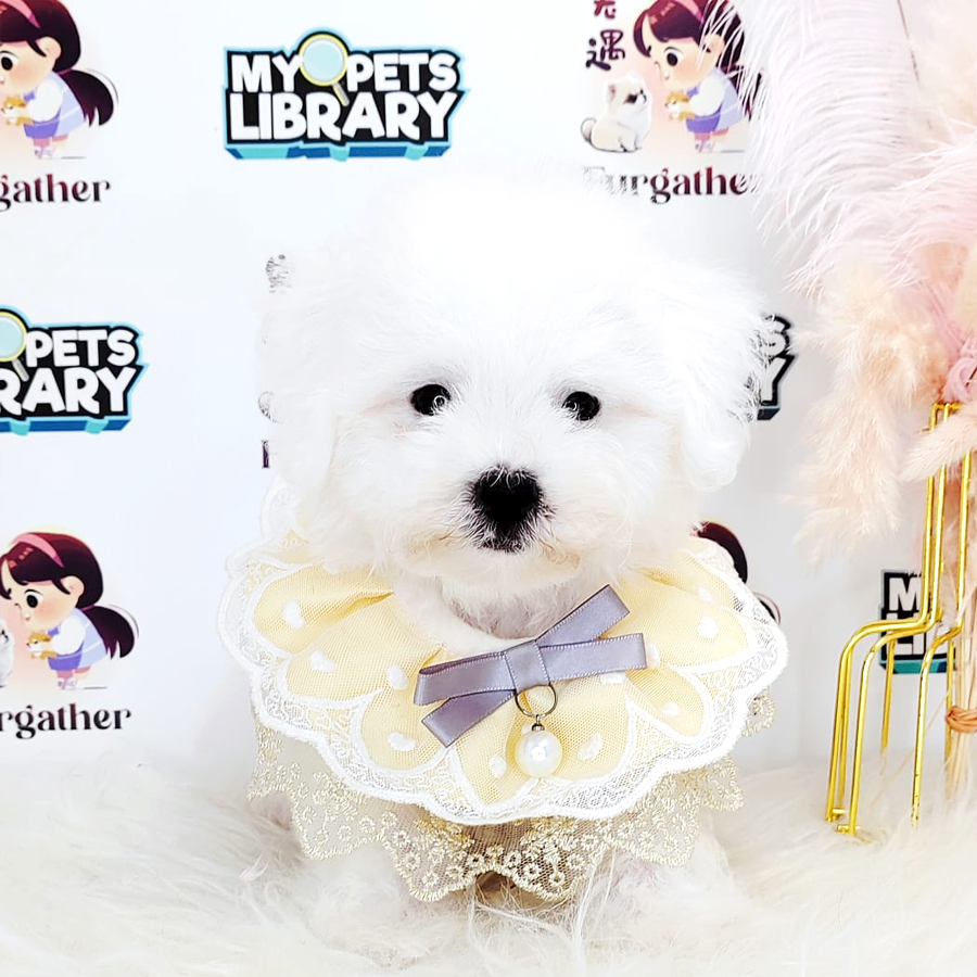 Maltipoo Puppy (Male) For Sale
