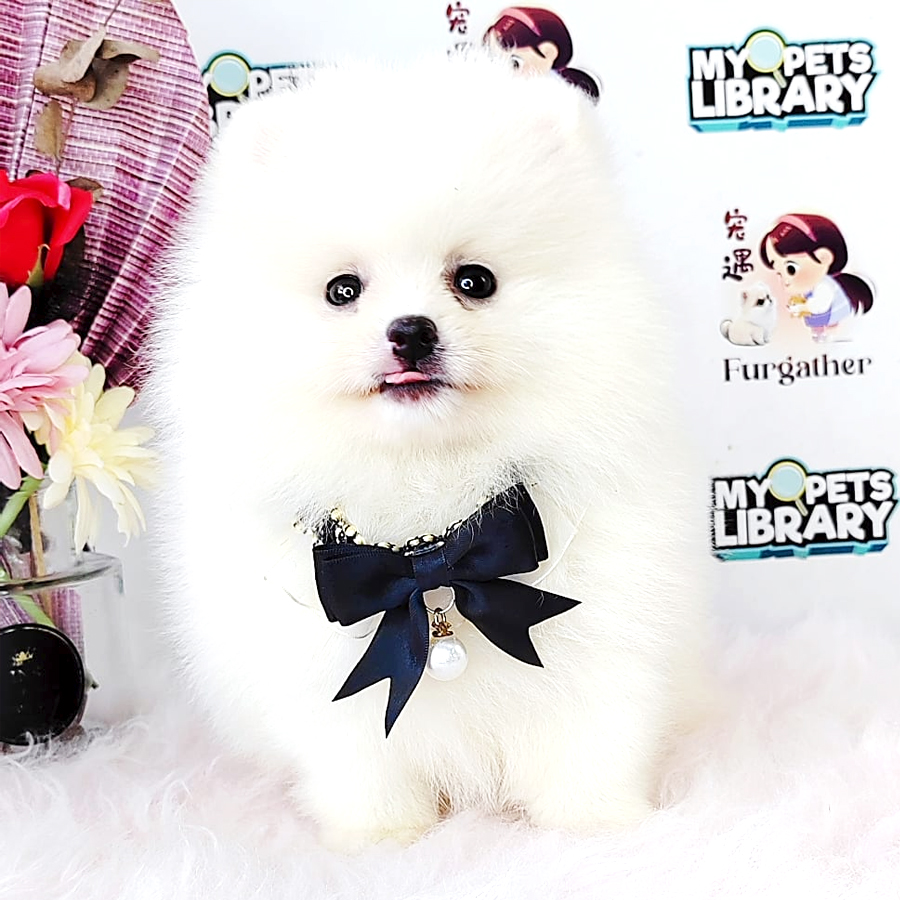 Tiny Pomeranian Puppy (Male) For Sale