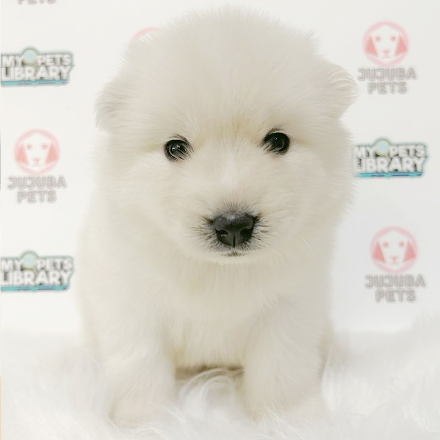 Pomsky Puppy (Female) For Sale