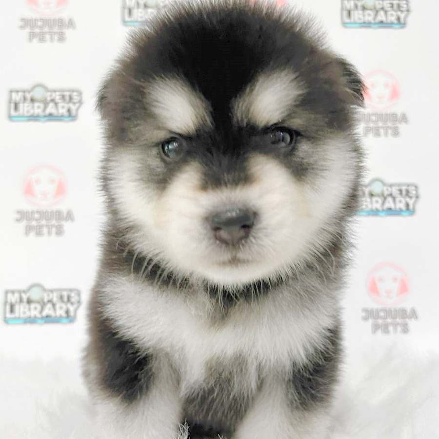 Pomsky Puppy (Male) For Sale