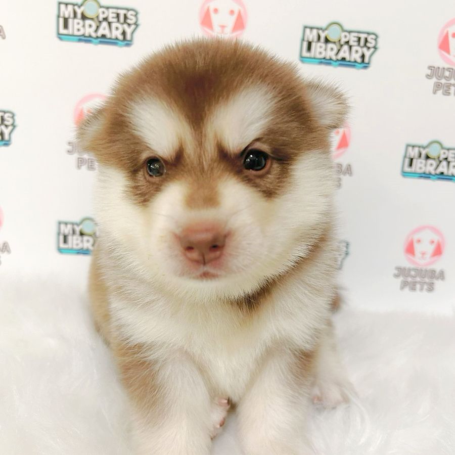 Pomsky Puppy (Male) For Sale