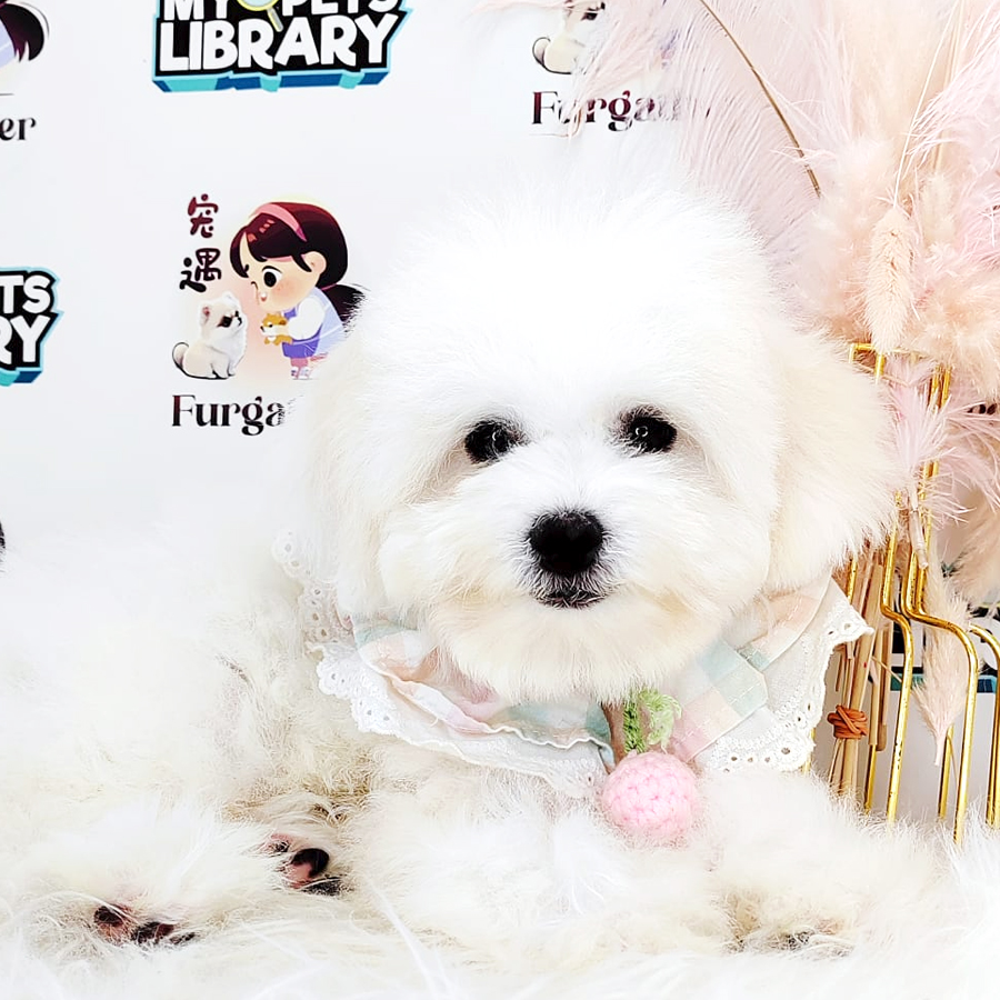 Maltipoo Puppy (Female) For Sale